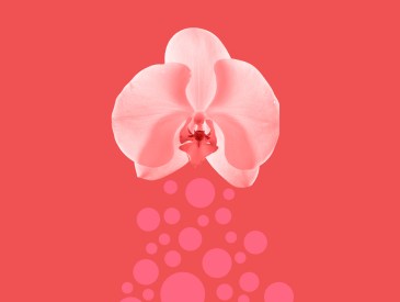 whats a vagina supposed to smell like