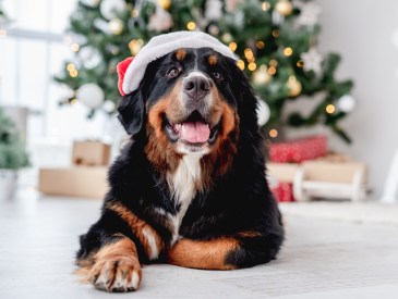 Bernese mountain dog in santa hat lying near illuminated christmas tree at home