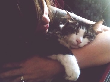 The best way to spoil your kitties — keep them healthy