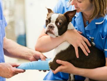 emergency vet visits