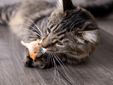 SmartyKat Chickadee Chirp Sound Cat Toy
